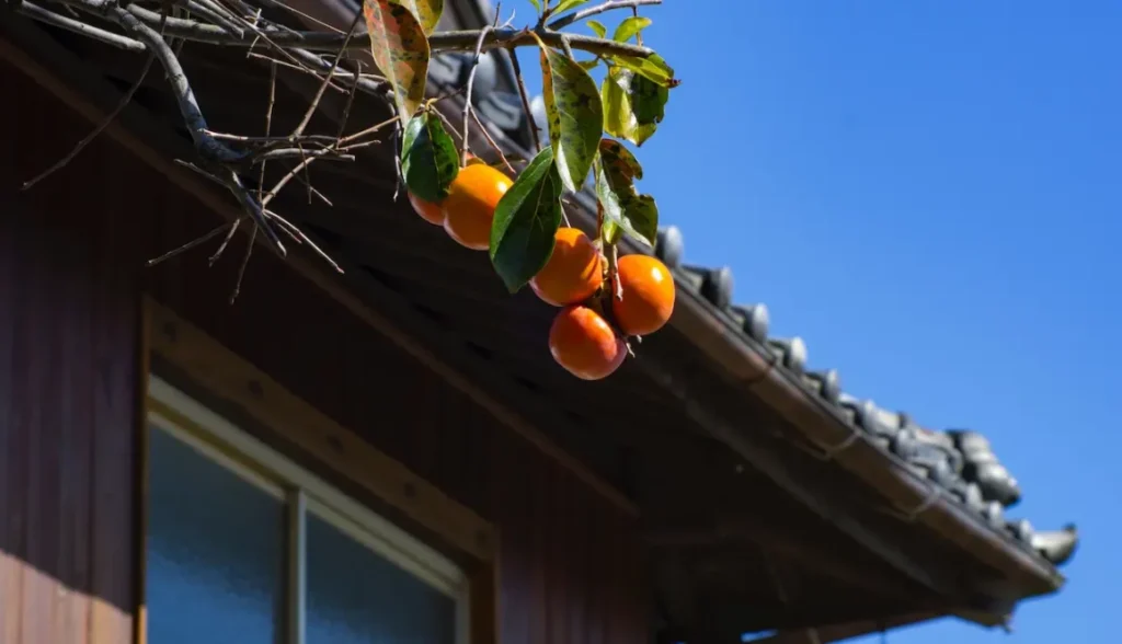 Kaki: všetko, čo chcete vedieť o tomto exotickom ovocí 24 tobias wilden EAWizNQ eqg unsplash 1160x666 1